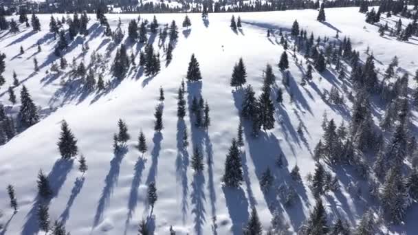 Téli Légi Drone Nézet Hóval Borított Fenyők Erdő Hegyek Között — Stock videók