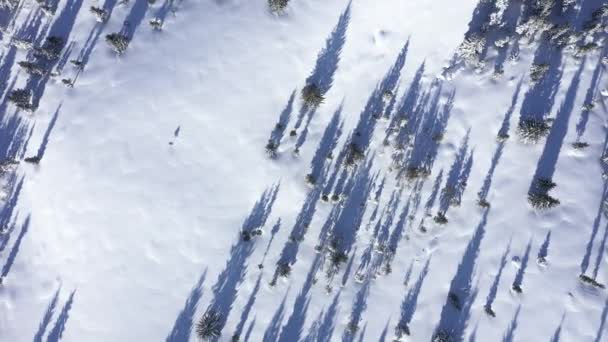 雪に覆われたモミの木と山の森の冬 の空中ドローン ビュー — ストック動画