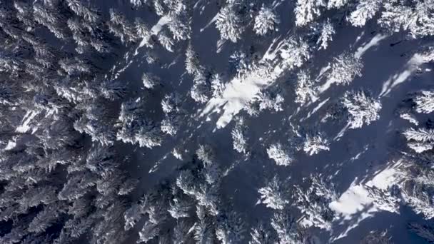 Winter Antenne Drohne Ansicht Der Schneebedeckten Immergrünen Wald Fliegen Über — Stockvideo