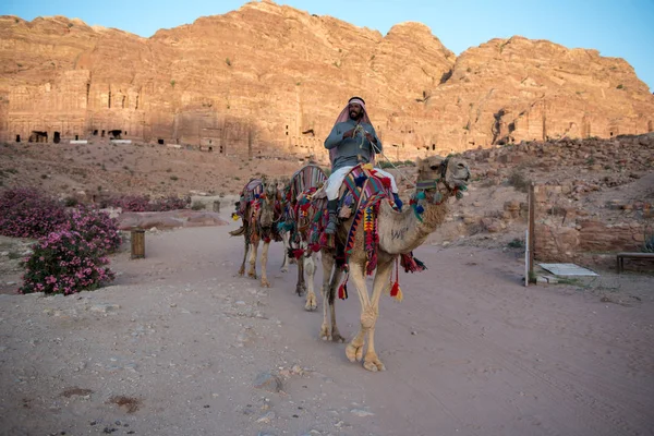Beduine reitet auf seinem Kamel — Stockfoto