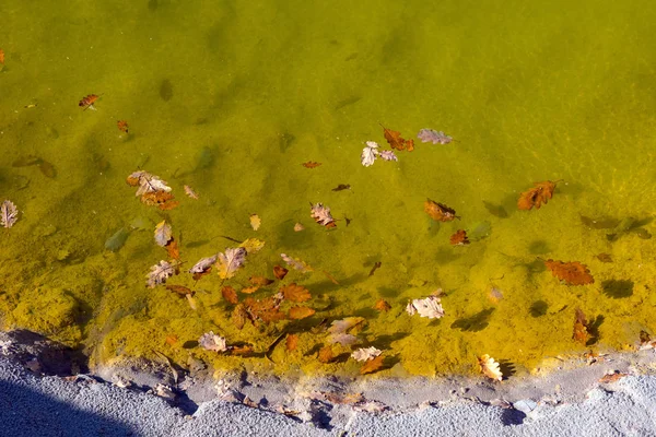 Leaf floating on toxic waste water — Stock Photo, Image