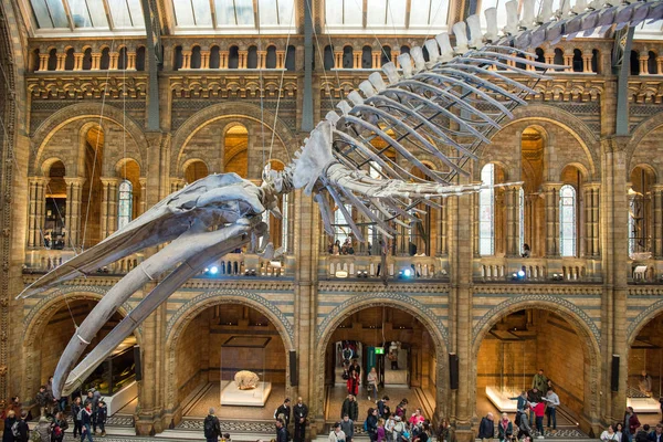 Skeleton of blue whale in Natural History Museum — Stock Photo, Image