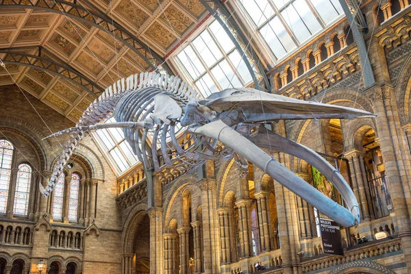 Skeleton of blue whale in Natural History Museum — Stock Photo, Image