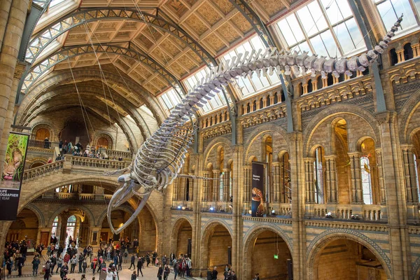 Esqueleto de la ballena azul en el Museo de Historia Natural — Foto de Stock