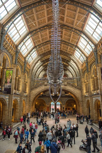 Skeleton of blue whale in Natural History Museum — Stock Photo, Image