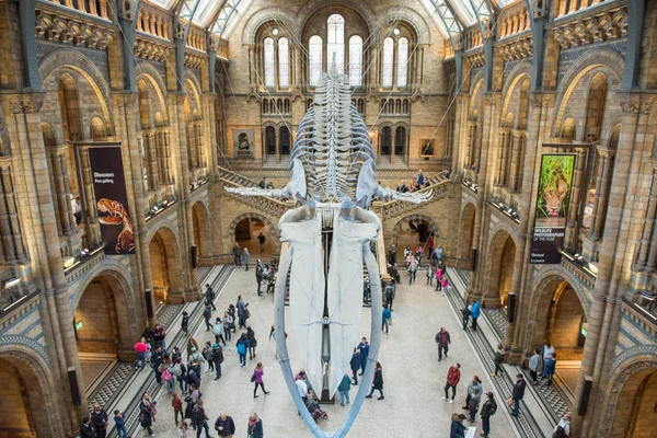 Esqueleto de la ballena azul en el Museo de Historia Natural — Foto de Stock