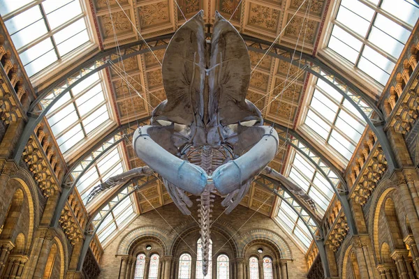 자연사 박물관에서 블루 고래 골격 — 스톡 사진