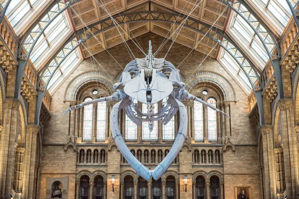 Скелет синего кита в Музее естественной истории — стоковое фото
