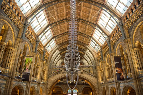 A kék bálna, a Természettudományi Múzeum csontváza — Stock Fotó