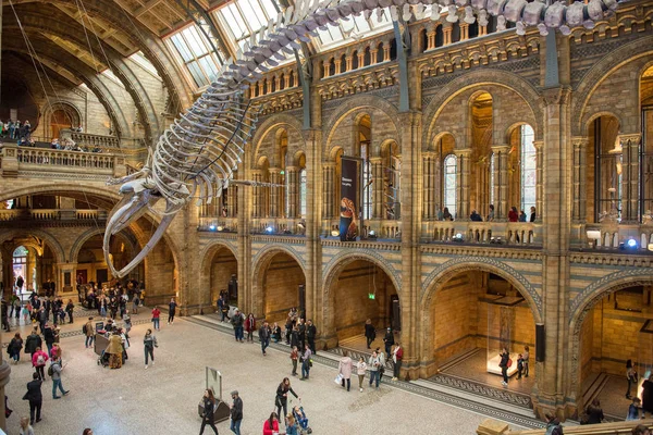 Skelett av blåval i Natural History Museum — Stockfoto