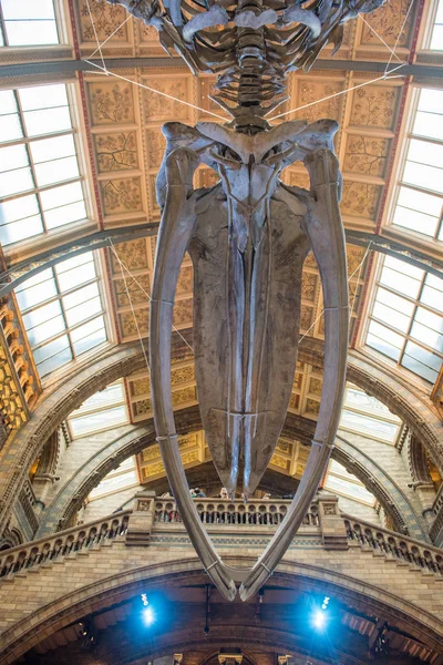 Skelett eines Blauwals im Naturkundemuseum — Stockfoto
