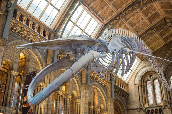 Esqueleto de la ballena azul en el Museo de Historia Natural — Foto de Stock