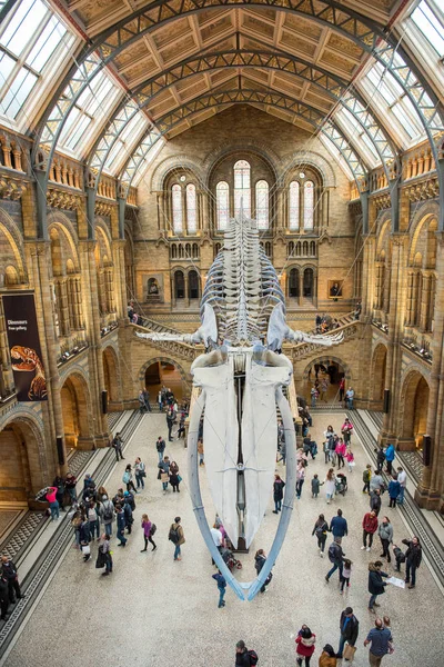 Skeleton of blue whale in Natural History Museum — Stock Photo, Image