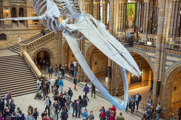 Skelett eines Blauwals im Naturkundemuseum — Stockfoto