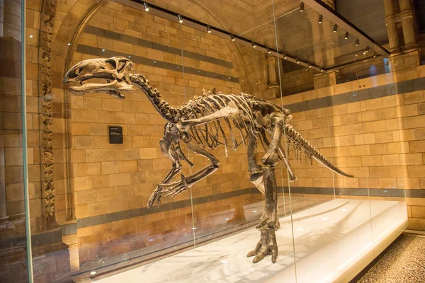 Dinosaurus skelet tentoongesteld — Stockfoto