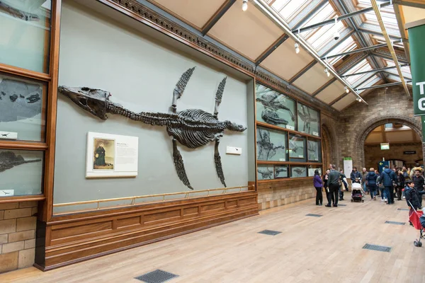 Ichtiozaur Galeria, Muzeum historii naturalnej w Londynie — Zdjęcie stockowe