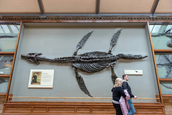 Ichthyosaurus 갤러리, 자연사 박물관, 런던 — 스톡 사진