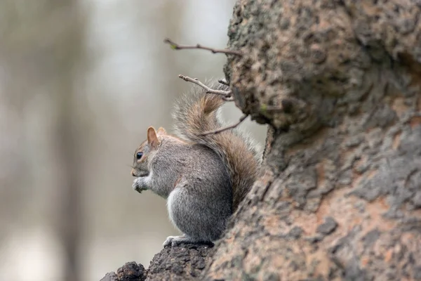 Ardilla gris juguetona — Foto de Stock