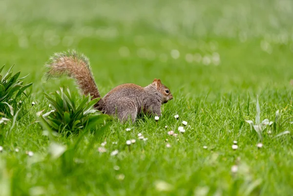 Verspieltes Grauhörnchen — Stockfoto