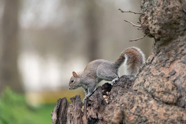 Játékos szürke mókus — Stock Fotó