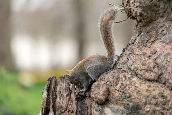 Esquilo cinzento brincalhão — Fotografia de Stock