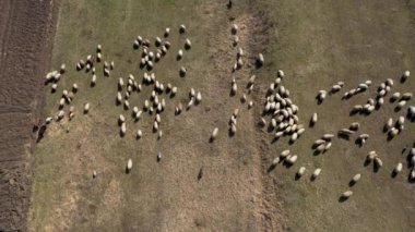 Baharda bir çayır içinde otlama koyun sürüsü hava drone 4k görünümü