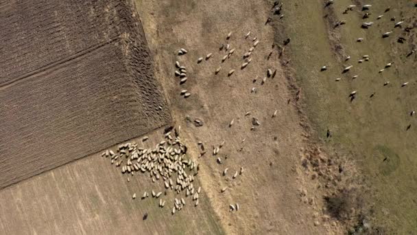 Drone Aérien Vue Troupeau Moutons Broutant Dans Une Prairie Printemps — Video