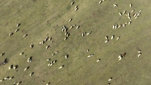 空中无人机4K 在春天的草地上放牧的羊群视图 — 图库视频影像