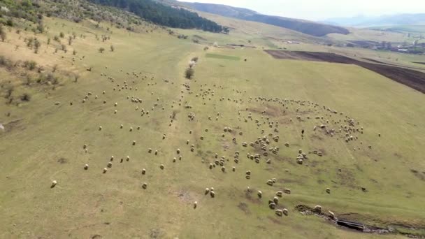 Drone aérien 4k vue du troupeau de moutons broutant dans une prairie au printemps 