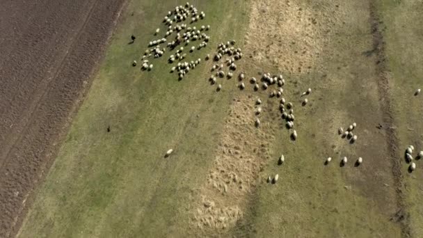 Avión Tripulado Vista Rebaño Ovejas Pastando Prado Primavera — Vídeo de stock