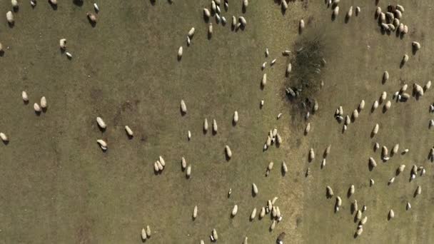 空中无人机4K 在春天的草地上放牧的羊群视图 — 图库视频影像