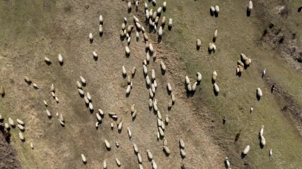 空中无人机4K 在春天的草地上放牧的羊群视图 — 图库视频影像