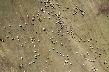Baharda bir çayır içinde otlama koyun sürüsünün havadan görünümü