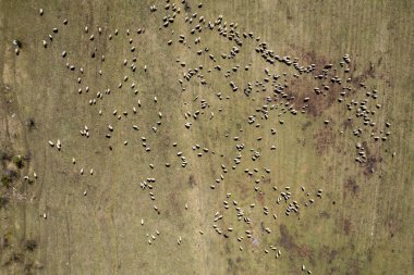 Baharda bir çayır içinde otlama koyun sürüsünün havadan görünümü