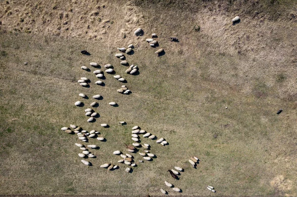 Vue aérienne du troupeau de moutons qui paissent dans une prairie au printemps — Photo