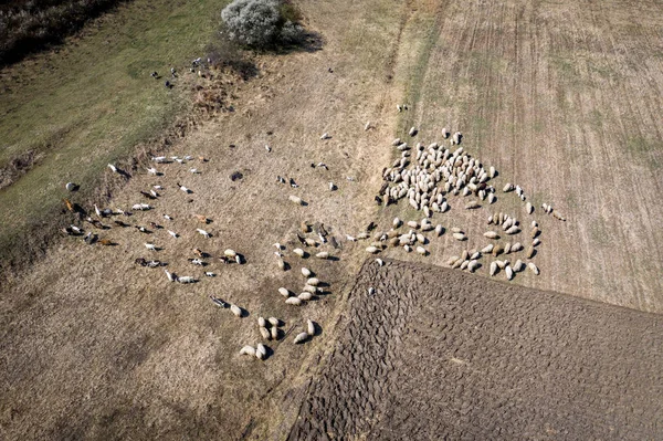 Vue aérienne du troupeau de moutons qui paissent dans une prairie au printemps — Photo