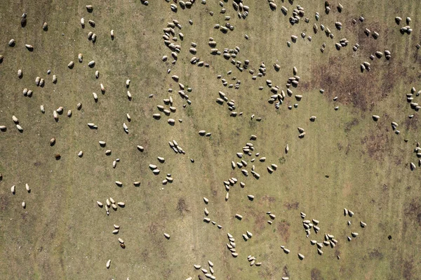 Vista aérea de rebanho de ovelhas que pastam em um prado na primavera — Fotografia de Stock