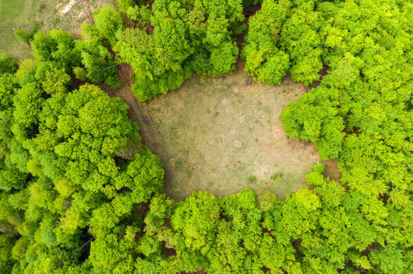 Glade meadow in a green forest, aerial drone shot