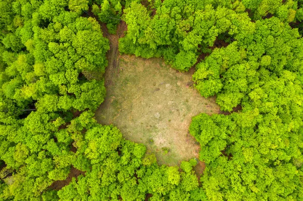 Вид с воздуха на поляну в зеленом лесу — стоковое фото