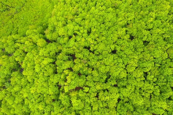 Letecký pohled na hustý zelený lesní zákryt — Stock fotografie