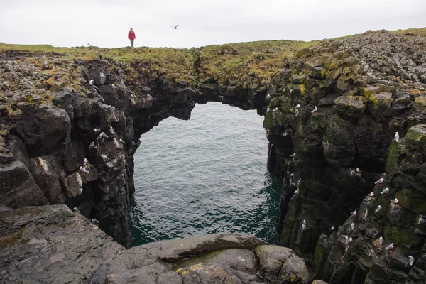 Arnarstapi basaltgestein bogenbildung, island — Stockfoto