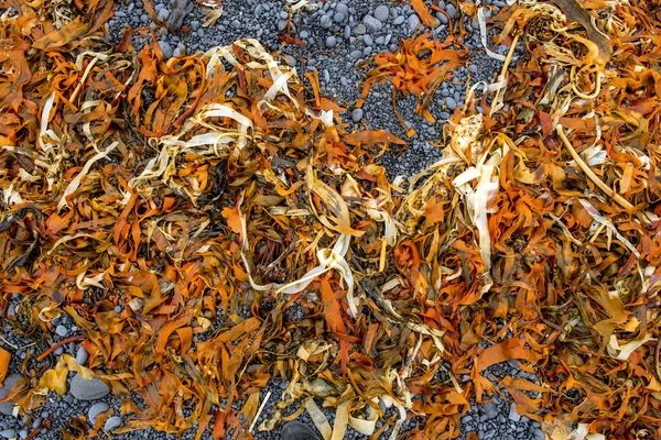 Alghe gialle e arancioni, alghe — Foto Stock