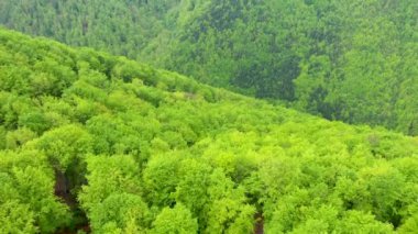 Avrupa'nın son birincil ormanlarından biri olan Romanya'daki bakir kayın ormanının havadan görünümü