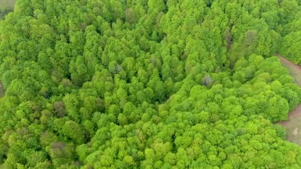 Aerial view of a virgin beech forest in Romania, one of the last primary forests of Europe
