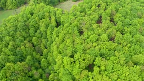 Vista Aérea Bosque Hayas Virgen Rumania Uno Los Últimos Bosques — Vídeo de stock