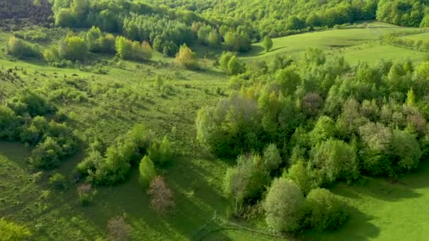 Vue Aérienne Des Collines Verdoyantes Campagne Prairie Forêt Drone — Video