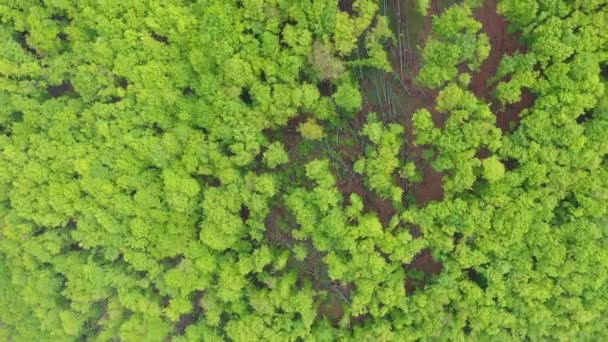 Luftaufnahme Eines Buchenurwaldes Rumänien Einem Der Letzten Primärwälder Europas — Stockvideo