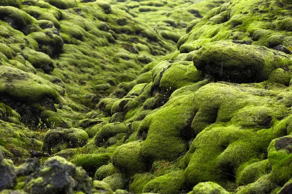 Campo de lava Eldhraun na Islândia — Fotografia de Stock