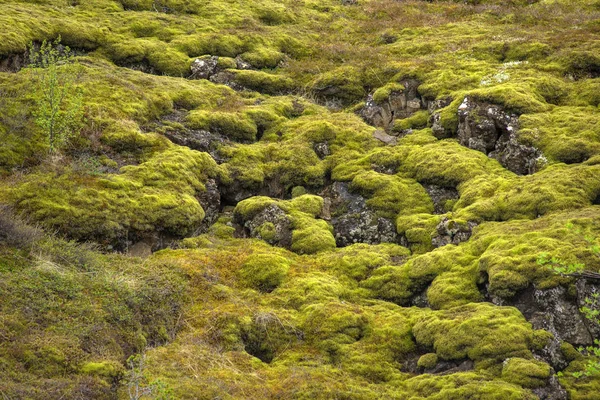 Campo de lava Eldhraun na Islândia — Fotografia de Stock