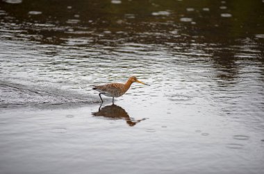 Vahşi, Izlanda siyah kuyruklu Godwit kuş